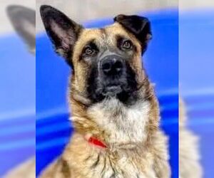 German Shepherd Dog-Unknown Mix Dogs for adoption in columbia, SC, USA