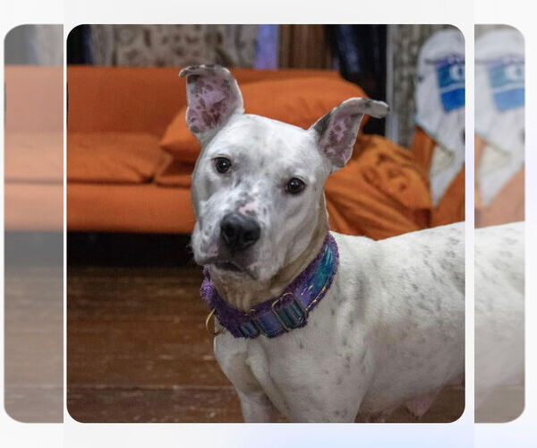Medium Photo #31 American Pit Bull Terrier-Unknown Mix Puppy For Sale in Germantown, OH, USA