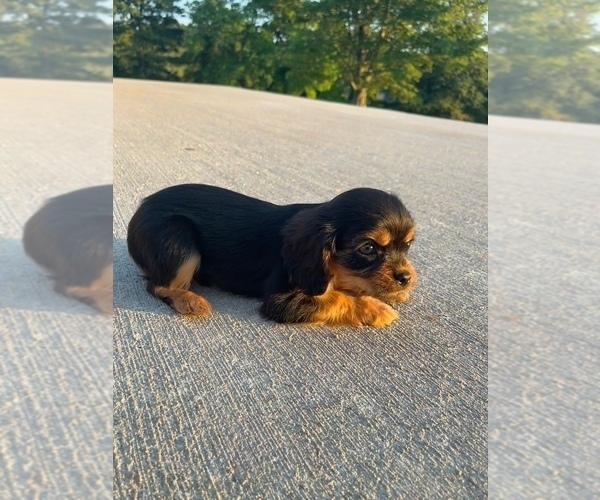 Medium Photo #2 Cavalier King Charles Spaniel Puppy For Sale in WELLSVILLE, OH, USA
