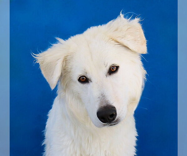 Medium Photo #1 Great Pyrenees Puppy For Sale in Pasadena, CA, USA