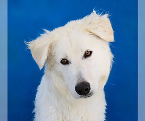 Great Pyrenees Dogs for adoption in Pasadena, CA, USA