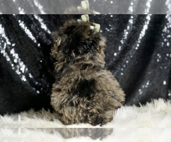 Medium Photo #3 Poodle (Miniature) Puppy For Sale in WARSAW, IN, USA