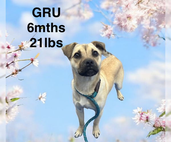 Medium Photo #6 Pug-Unknown Mix Puppy For Sale in Woodbury, NY, USA