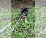 Small #8 Siberian Husky Mix