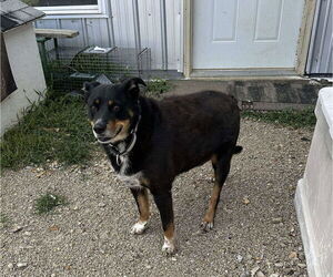 Lucky - Male Australian Shepherd-Rottweiler Mix Dog for Adoption - Photo #3