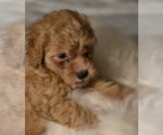 Small #2 Poodle (Toy)
