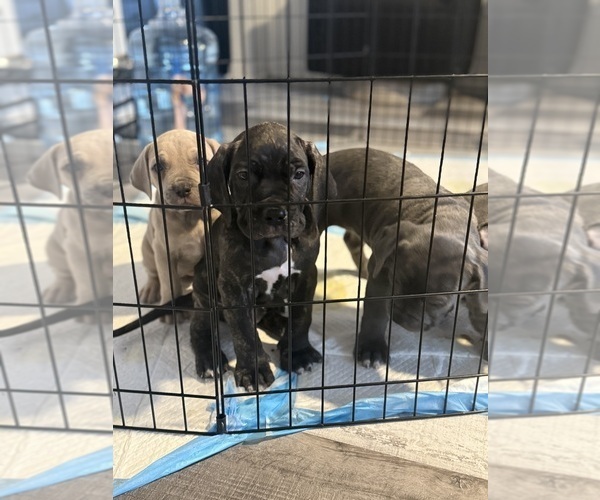 Medium Photo #7 Cane Corso Puppy For Sale in COMPTON, CA, USA