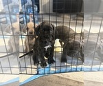 Small Photo #7 Cane Corso Puppy For Sale in COMPTON, CA, USA