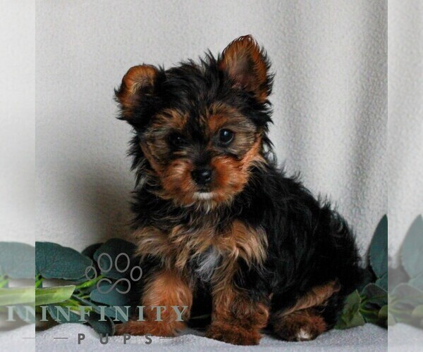 Medium Photo #1 Yorkshire Terrier Puppy For Sale in REINHOLDS, PA, USA