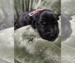 Puppy Puppy 10 German Shorthaired Weimaraner