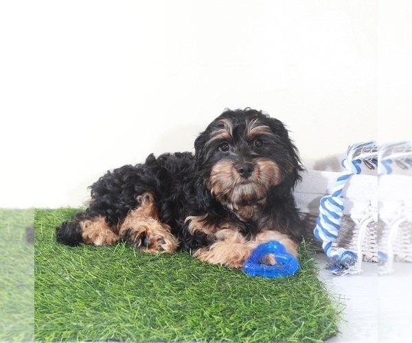 Medium Photo #1 Cavapoo (Miniature) Puppy For Sale in MOUNT VERNON, OH, USA