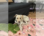 Small #5 Labrador Retriever Mix