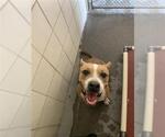 Small Staffordshire Bull Terrier