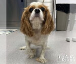Small #1 Cavalier King Charles Spaniel Mix
