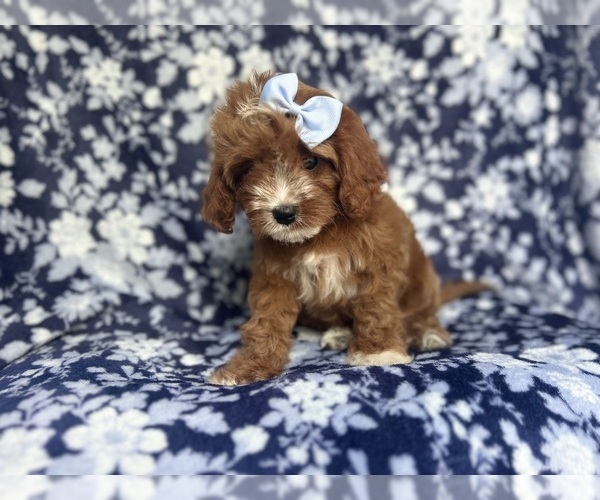 Medium Photo #7 Cavapoo Puppy For Sale in LAKELAND, FL, USA