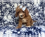 Small #6 Cavapoo