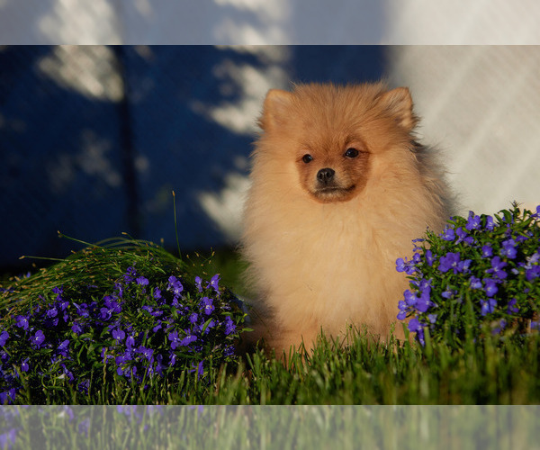 View Ad Pomeranian Puppy for Sale near Illinois, WOOD