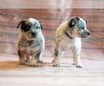 Small Photo #25 Cowboy Corgi Puppy For Sale in HOPKINSVILLE, KY, USA