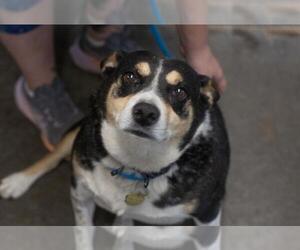 Border Collie-Red Heeler Mix Dogs for adoption in Mountain Home, AR, USA