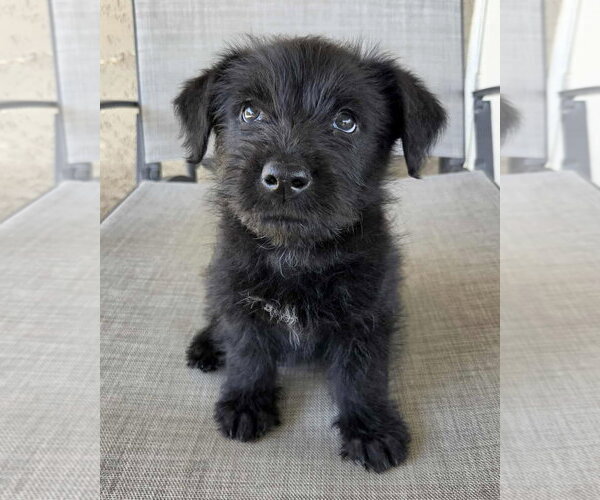 Medium Photo #9 Mutt Puppy For Sale in Corona, CA, USA