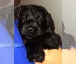 Small Photo #20 Labradoodle Puppy For Sale in SUTHERLIN, OR, USA