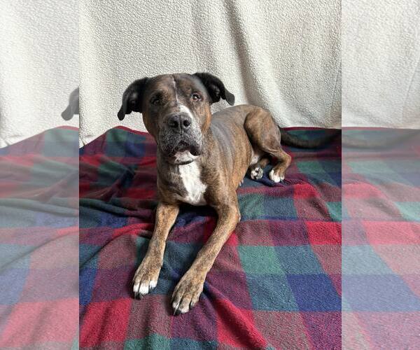 Medium Photo #2 American Bulldog-Unknown Mix Puppy For Sale in New Oxford , PA, USA