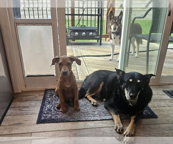 Medium Photo #3 Doberman Pinscher-Unknown Mix Puppy For Sale in Lakewood, CO, USA