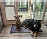 Small #2 Doberman Pinscher Mix
