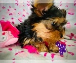 Small Photo #3 Yorkshire Terrier Puppy For Sale in THE WOODLANDS, TX, USA