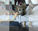 Small #1 Mutt