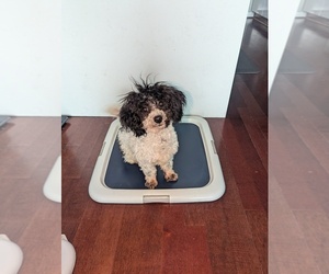 Poochon Puppy for sale in ATLANTA, GA, USA