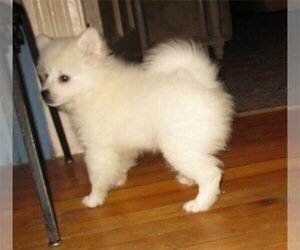 American Eskimo Dog Puppy for sale in CAMPBELL, MN, USA