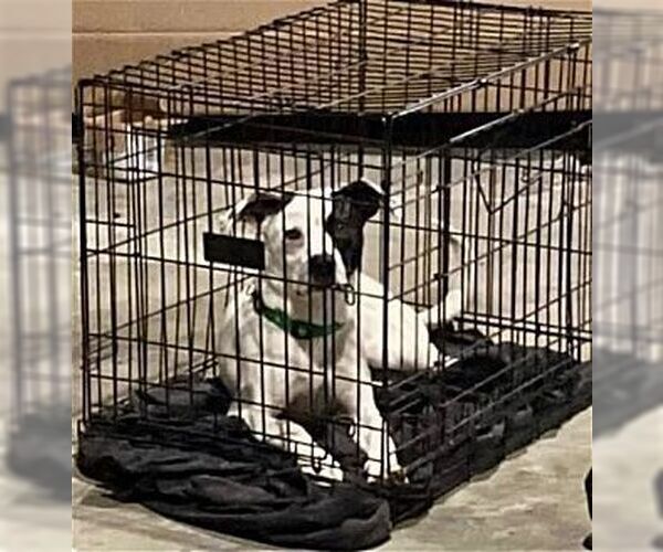 Medium Photo #3 American Pit Bull Terrier-Border Collie Mix Puppy For Sale in Dana Point, CA, USA