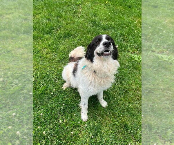 Medium Photo #3 Great Pyrenees-Unknown Mix Puppy For Sale in Osgood, IN, USA