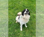 Small #2 Great Pyrenees Mix