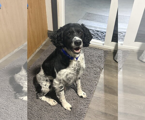 Medium Photo #1 - Mix Puppy For Sale in Curwensville, PA, USA