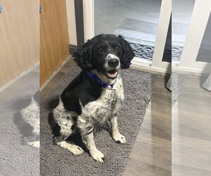 - Mix Dogs for adoption in Curwensville, PA, USA