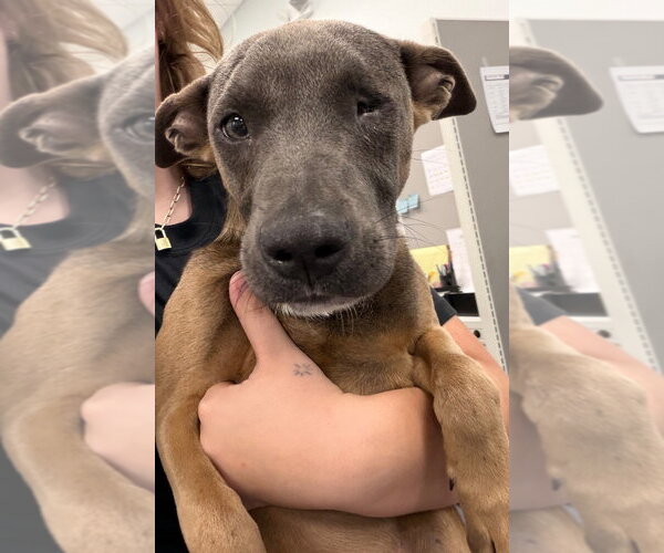 Medium Photo #1 Mutt Puppy For Sale in Tarboro, NC, USA