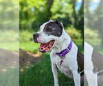 Small #4 American Pit Bull Terrier Mix