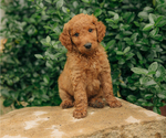 Small Photo #7 Goldendoodle Puppy For Sale in PECK, KS, USA