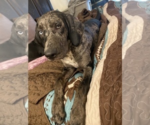 Catahoula Leopard Dog-Dalmatian Mix Puppy for sale in THOUSAND OAKS, CA, USA