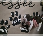 Small Photo #14 English Springer Spaniel Puppy For Sale in OCOEE, TN, USA