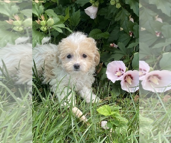 Medium Photo #3 Havanese Puppy For Sale in CANOGA, NY, USA