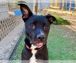 Small #1 American Pit Bull Terrier Mix