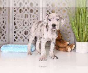 Great Dane Puppy for sale in MOUNT VERNON, OH, USA