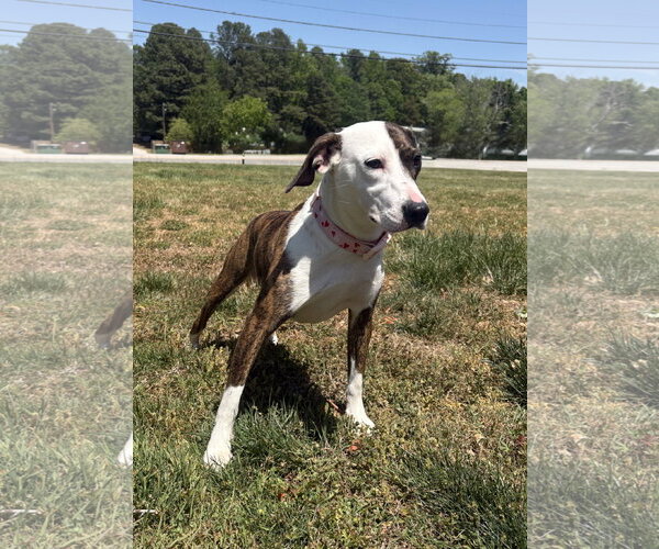 Medium Photo #4 Plott Hound-Unknown Mix Puppy For Sale in Raleigh, NC, USA