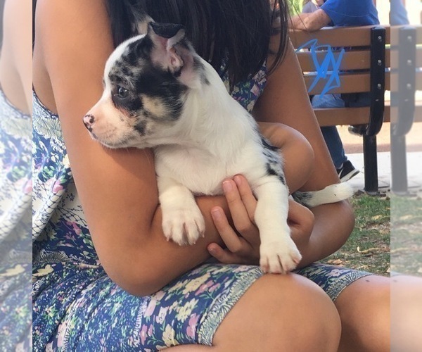 Medium Photo #9 French Bullhuahua Puppy For Sale in YPSILANTI, MI, USA