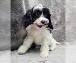 Small Cavalier King Charles Spaniel
