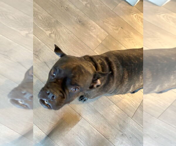 Medium Photo #3 Faux Frenchbo Bulldog Puppy For Sale in Lake Forest, CA, USA