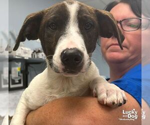 Dachshund-Pointer Mix Dogs for adoption in Washington, DC, USA